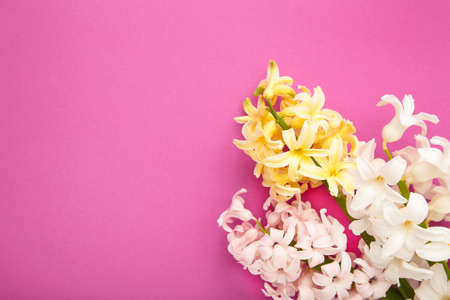 Bunch of hyacinths flower on a pink background. Springの写真素材