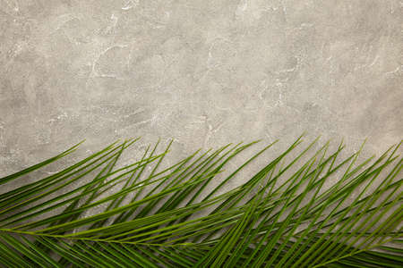 Green leaf of palm tree on gray concrete background with copy space