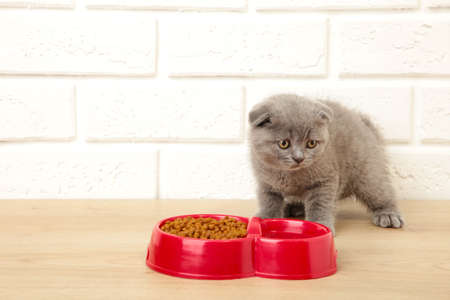 Gray british shorthair kitten eats on white background. Top viewの写真素材