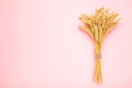 Bunch spikelets of wheat on pink background. Top viewの写真素材