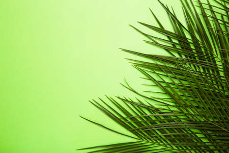 Green leaves of palm tree on green background, top viewの写真素材