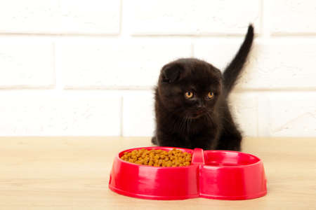 Black british shorthair kitten eats on light background. Top viewの写真素材