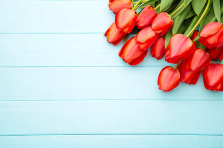 Beautiful red tulips on blue concrete background. Top viewの写真素材