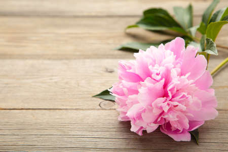 Pink peony flowers on gray wooden background. Top viewの写真素材