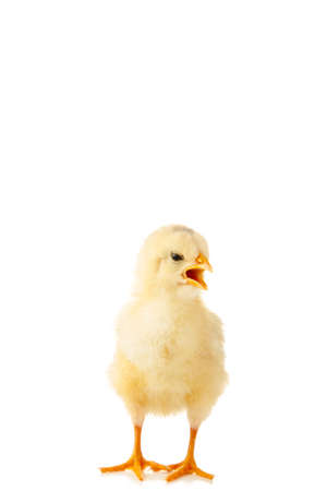 Little chicken isolated on the white background. Top viewの写真素材