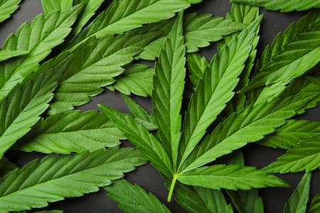 Cannabis marijuana leaf closeup background. Nature background.の写真素材