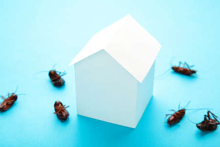Dead cockroaches and paper house. Insect companies concept prevents house-threatening insects. Pest controlの写真素材