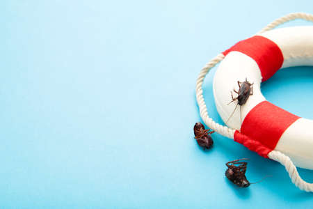 Dead cockroaches and lifebuoy. Insect companies concept prevents house-threatening insects. Pest controlの写真素材