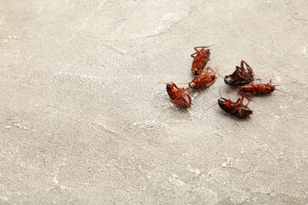 Dead cockroaches on gray background. Concept the problem in the house because of cockroaches living in the kitchen and pest control, using poisonous spray to kill cockroach at home. Top viewの写真素材