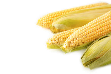 An ear of corn isolated on a white background. Top view