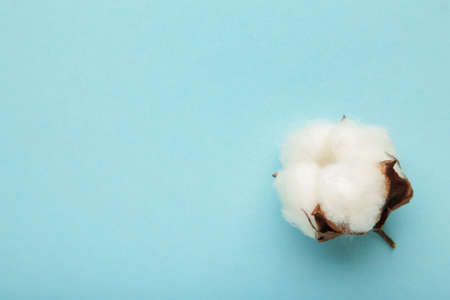 Beautiful white cotton flower on blue background. Top viewの写真素材