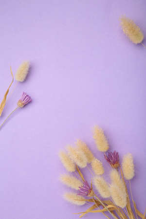 Natural dried hare's tail grass bouquet on purple background. Minimal decoration concept. Top viewの写真素材