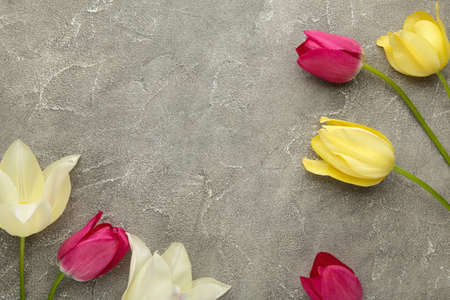 Beautiful tulips on gray background with copy space.の写真素材