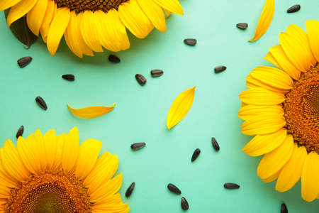 Beautiful fresh sunflowers with seeds on mint background. Flat lay, top view, copy space. Autumn or summer Concept, harvest time, agriculture. Sunflower natural background.の写真素材