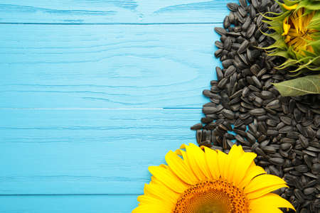 Sunflower with seeds on blue background with copy space. top viewの写真素材