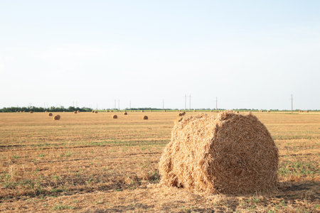 Hay bail harvesting in golden field landscape. Top viewの写真素材