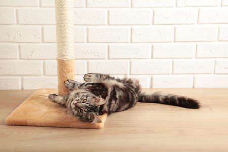 A cute kitten playing with scratching post on light background. Maine Coonの写真素材