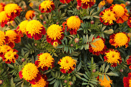 Beautiful orange red marigold flowers in garden. Top view