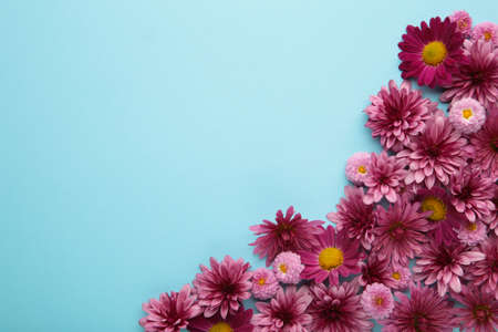 Pink flowers on blue paper background. Flower composition.の写真素材