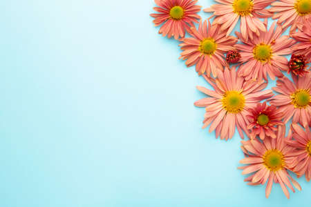 Pink flowers on blue paper background. Flower composition. Vertical photoの写真素材