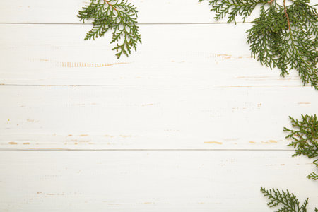 Clear white background with thuja branches. Place for text. Flat lay. Top view.