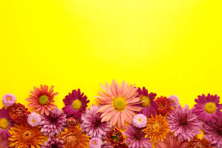 Pink Chrysanthemum flowers on yellow background. Spring