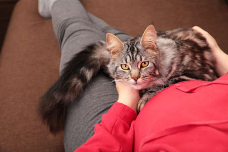 Young woman lying on brown sofa with cat. top viewの写真素材