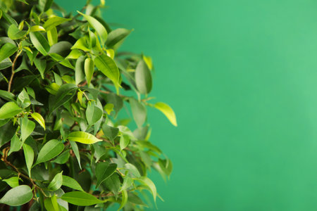 green plant on green background. Space for text. top view