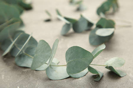 Green eucalyptus leaves on gray background. top viewの写真素材