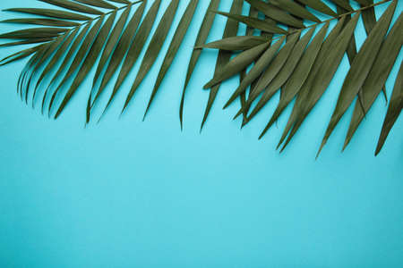 Green tropical palm leaves on blue background. top view. Space for text