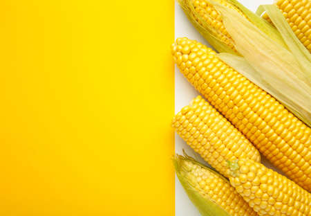 Fresh corn on cobs on white and yellow background. Space for textの写真素材
