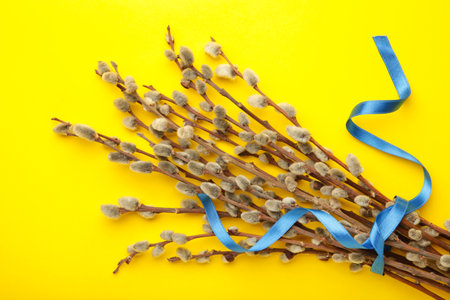 Bouquets of pussy willow branches with blue ribbon on yellow background. top viewの写真素材