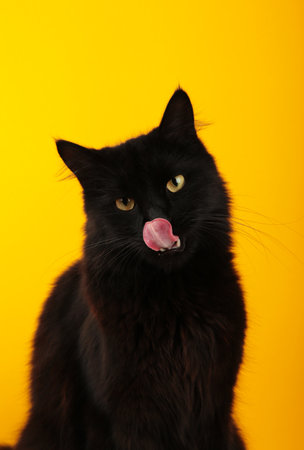 A beautiful black cat is licking his lips appetitively. A black cat on a yellow background. Advertising of cat food, balanced cat food, pet care. Top viewの写真素材