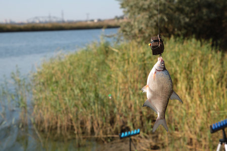 Caught fish hanging on fishing rod close-up photo, lake in the background, outdoors. focus on fish....