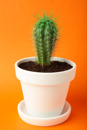 Small cactus in a flowerpot on orange background. Vertical photo. Top viewの写真素材
