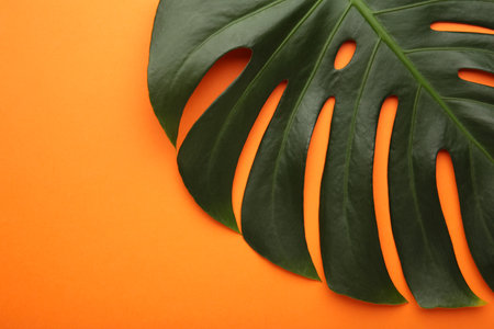 Big green leaf of Monstera plant on orange background. Macro photo. Top viewの写真素材