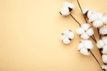 Beautiful cotton branch on blue background. Delicate white cotton flowers. Flat layの写真素材