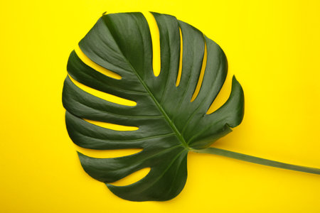 Green leaf of monstera plant on yellow background. Top viewの写真素材