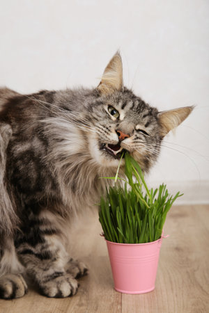 Cute cat eating fresh green grass on light background. Top view. Vertical photo