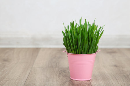 Grass for cat or houseplant with home decoration isolated on light background. Top viewの写真素材