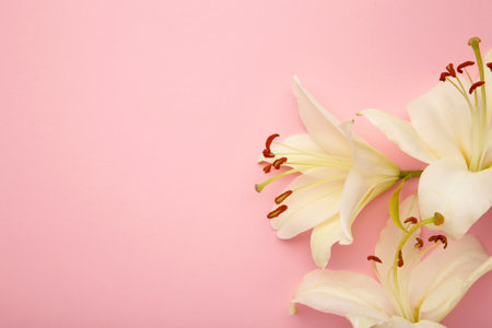 Flowers heads of white lilies. Floral mock up. Mourning or funeral background.の写真素材