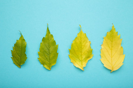 Green and yellow leaf on blue background.の写真素材