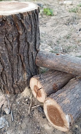 Firewood logs in natural outdoor setting. Vertical photo. Top view