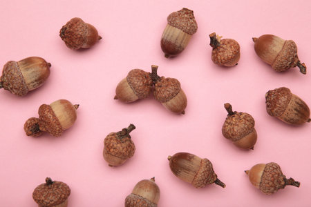 Brown acorn oak nut on pink background. Top view. Flat lay