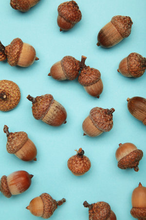 Brown acorn oak nut on blue background. Top view. Flat lay