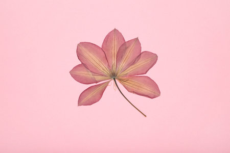 Pressed and dried flower on pink background. For use in scrapbooking, floristry or herbarium. Top viewの写真素材
