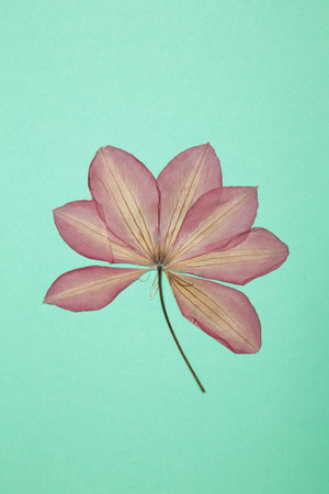 Pressed and dried flower on mint background. For use in scrapbooking, floristry or herbarium. Vertical photoの写真素材