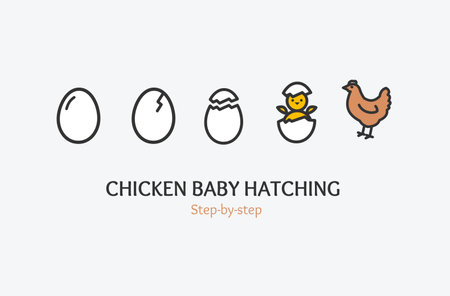 Chicken Baby Hatching Concept with Thin Line Icons. Vectorのイラスト素材