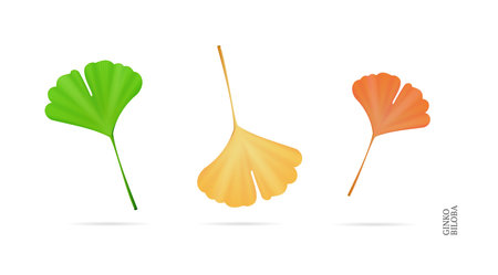 Realistic Detailed 3d Different Ginkgo Biloba Leaves Set. Vectorのイラスト素材