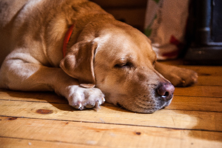 dog labradorの写真素材